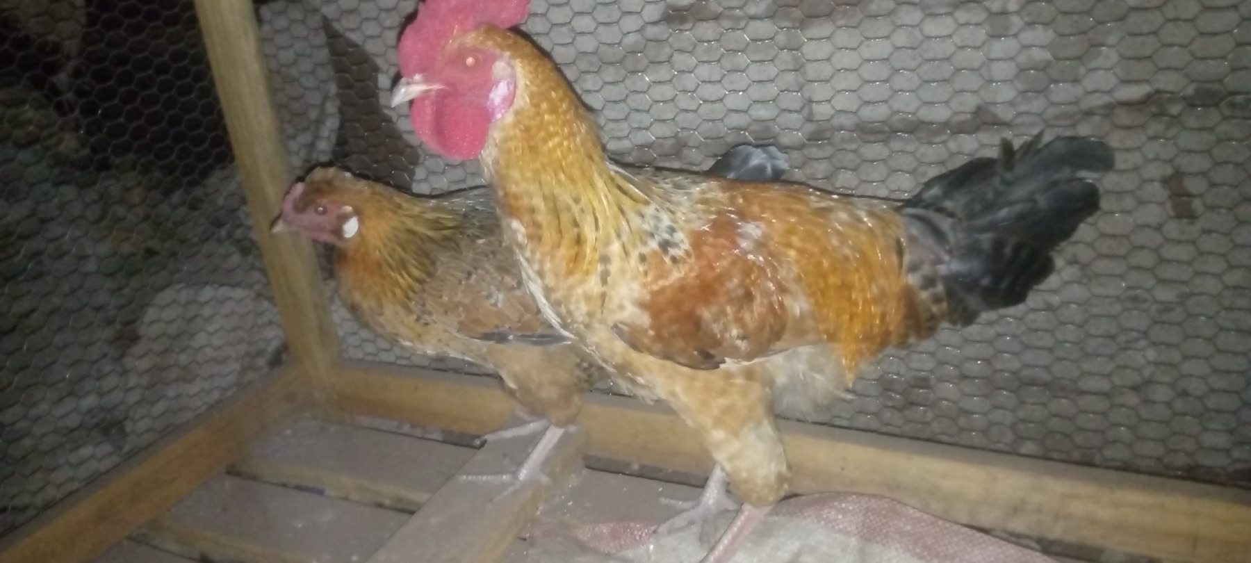 Chickens supporting food production and household income.