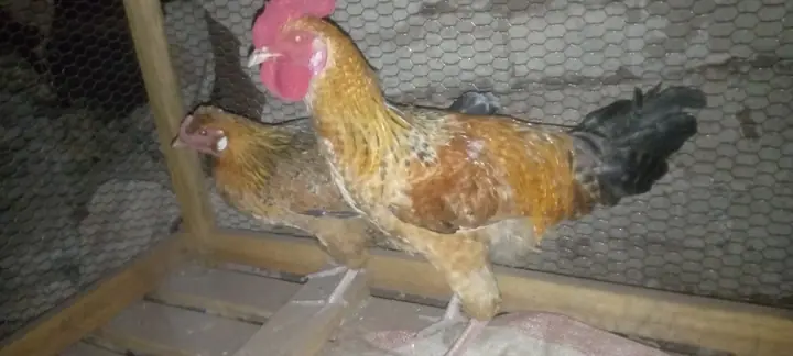 Chickens supporting food production and household income.